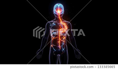 Illuminating the Mind: A detailed, glowing digital illustration of the human nervous system, highlighting the intricate network of the brain, spinal cord, and nerves Illuminating the Mind: A detailed, glowing digital illustration of the human nervous system, highlighting the intricate network of the brain, spinal cord, and nerves 133385665