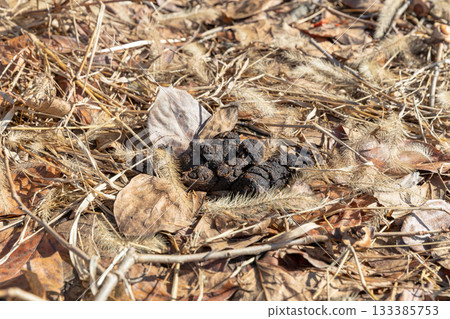 Feces of a black bear that has eaten persimmons 133385753