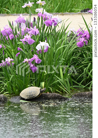 鳶尾花/水無月園 鳶尾花/水無月園 133386054