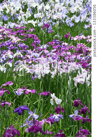 鳶尾花/水無月園 133386056