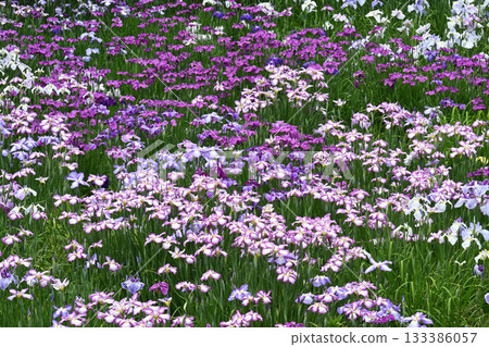 Iris and Minazuki Garden 133386057