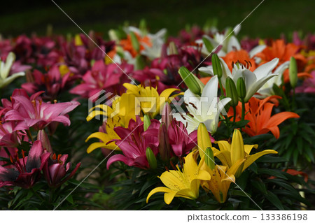 鈴蘭，相模原公園 133386198