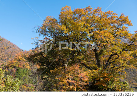Yellow leaves at Yamabiko Observatory in Unazuki Onsen 133386239