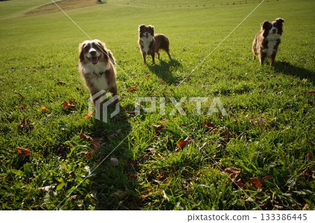 Three Happy Australian Shepherds in a Sunny Green Field 133386445