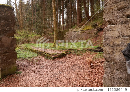 A dog is walking through a forest with a lot of leaves on the ground 133386449