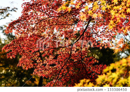 Autumn leaves of Iohamomijiji Autumn leaves of Iohamomijiji 133386450