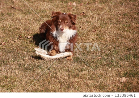 A brown and white dog is laying on the grass with a stick in its mouth A brown and white dog is laying on the grass with a stick in its mouth 133386461