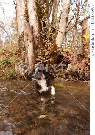 A dog is standing in a stream of water 133386492