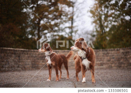 Two brown dogs standing next to each other in a park Two brown dogs standing next to each other in a park 133386501