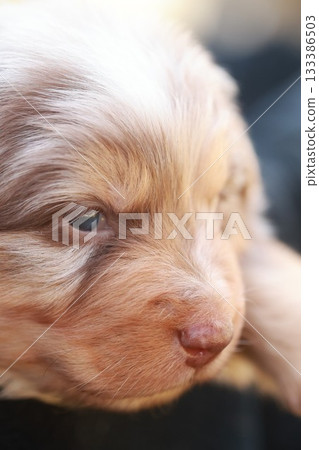 Puppy with a brown and white coat is looking at the camera 133386503
