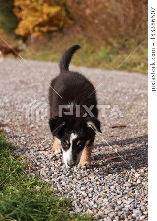 A small black and white dog is walking on a gravel road 133386507