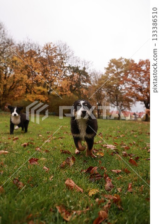 Two dogs are running in a field of grass and leaves 133386510