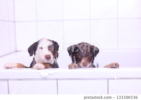 Two dogs are in a bathtub, one is brown and the other is white 133386536