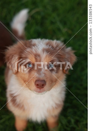 Brown and white dog with blue eyes is standing on a green grassy field 133386543