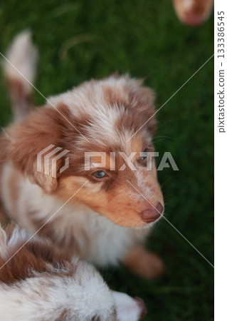 Brown and white dog with blue eyes is looking at the camera 133386545