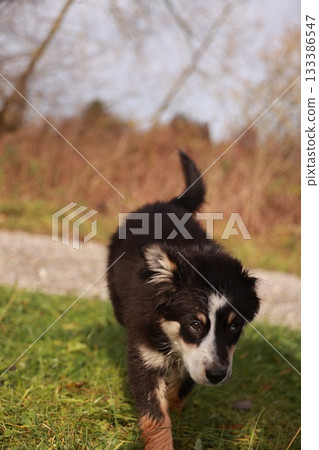 A black and white dog is running through a field A black and white dog is running through a field 133386547