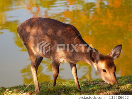 Autumn leaves and female deer reflected in the Kagami Pond at Todaiji Temple Autumn leaves and female deer reflected in the Kagami Pond at Todaiji Temple 133386632