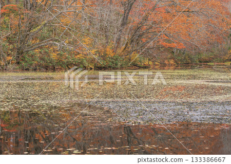 秋葉和池塘倒映在水面上 133386667