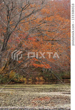 Trees dyed red by a pond in autumn Trees dyed red by a pond in autumn 133386918