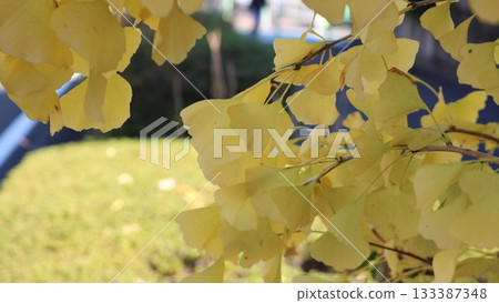 Yellow ginkgo biloba leaves Yellow ginkgo biloba leaves 133387348