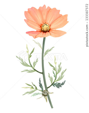 粉紅波斯菊水彩插畫 133387372