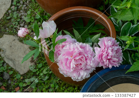 花瓶裡的粉紅色牡丹花 133387427