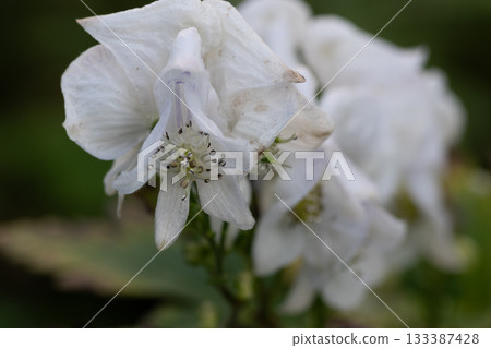 盛開的白色附子花 盛開的白色附子花 133387428