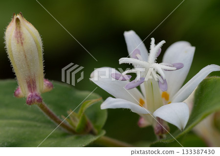 盛開的白杜鵑花 133387430