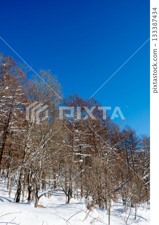 Snow-covered woods and blue sky Snow-covered woods and blue sky 133387434