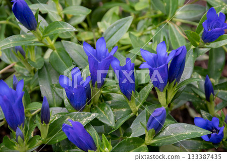 Purple gentian flowers in full bloom Purple gentian flowers in full bloom 133387435