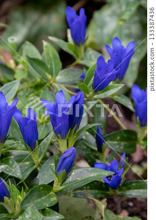 盛開的紫色龍膽花。 133387436