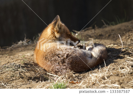 A dozing red fox 133387587