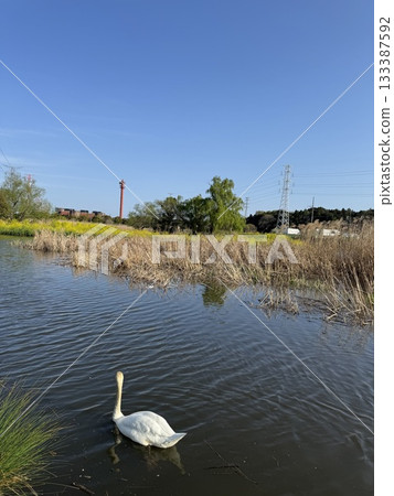 Swans in the swamp 133387592