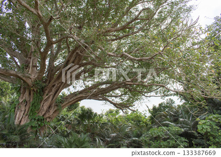 Large tree on Yonaguni Island 133387669