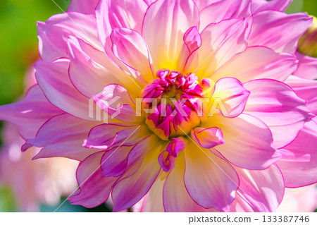 Pink dahlia flower 133387746