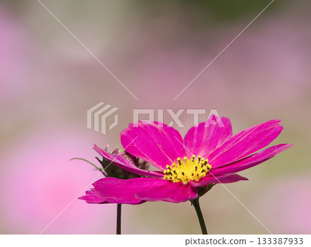 可愛的宇宙 可愛的宇宙 133387933