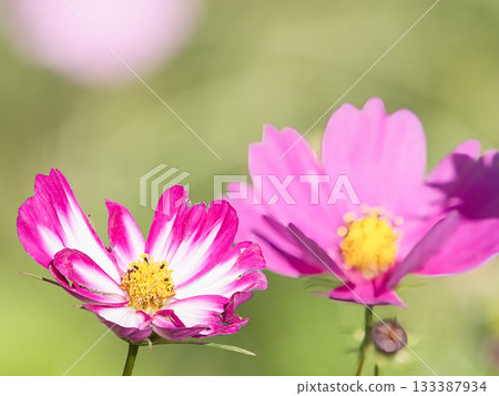 秋天的波斯菊花 133387934