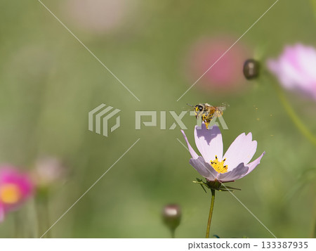 從蜜蜂收集蜂蜜的蜜蜂 133387935