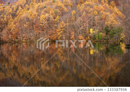 池塘反映秋葉 133387936