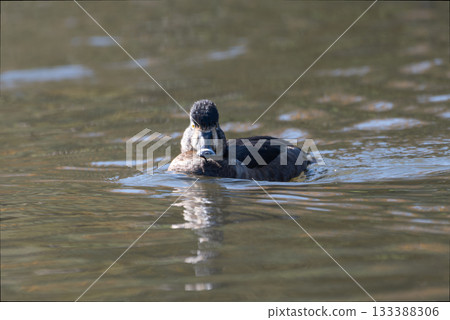 雌性環頸秋沙鴨的正面圖 133388306