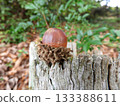 Acorn 133388611