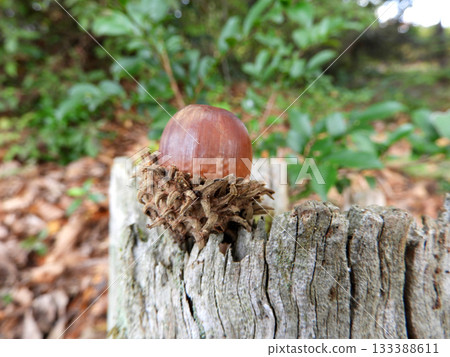 橡子 橡子 133388611