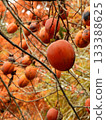 Persimmon nuts 133388625
