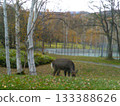 Deer grazing in Tomamu, Hokkaido 133388626