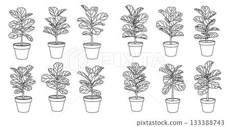 Collection of potted fiddle leaf fig plants in outline style for indoor gardening or home decor 133388743