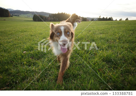 Two Happy Australian Shepherds in a Green Field at Sunset Two Happy Australian Shepherds in a Green Field at Sunset 133388781