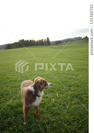 Australian Shepherd Looking Up in a Green Field Australian Shepherd Looking Up in a Green Field 133388783
