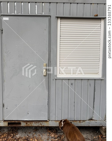 Dog Looking at Metal Container with Closed Window Dog Looking at Metal Container with Closed Window 133388791