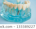 Dental teeth model on white background for learn about dentistry. 133389227