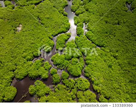 Drone view of dense mangrove forest with winding river channels under a bright sky. Siargao, Philippines. Drone view of dense mangrove forest with winding river channels under a bright sky. Siargao, Philippines. 133389360